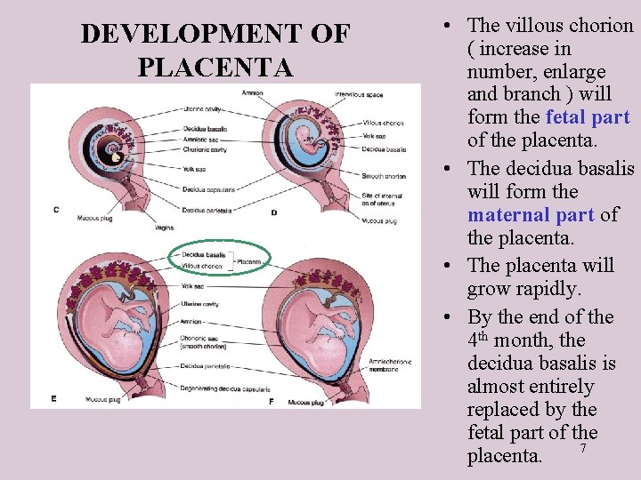 DEVELOPMENT OF PLACENTA • The villous chorion ( increase in number, enlarge and branch