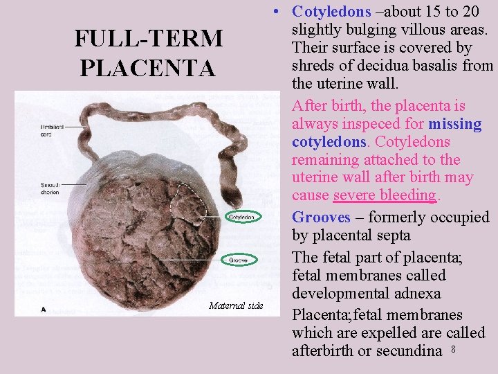 FULL-TERM PLACENTA Maternal side • Cotyledons –about 15 to 20 slightly bulging villous areas.