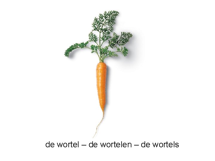 de wortel – de wortelen – de wortels 