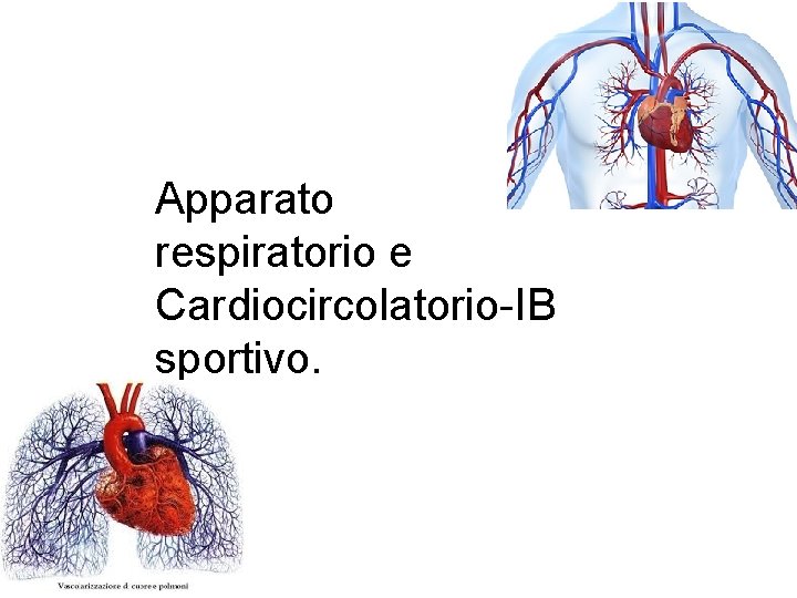 Apparato respiratorio e Cardiocircolatorio-IB sportivo. 