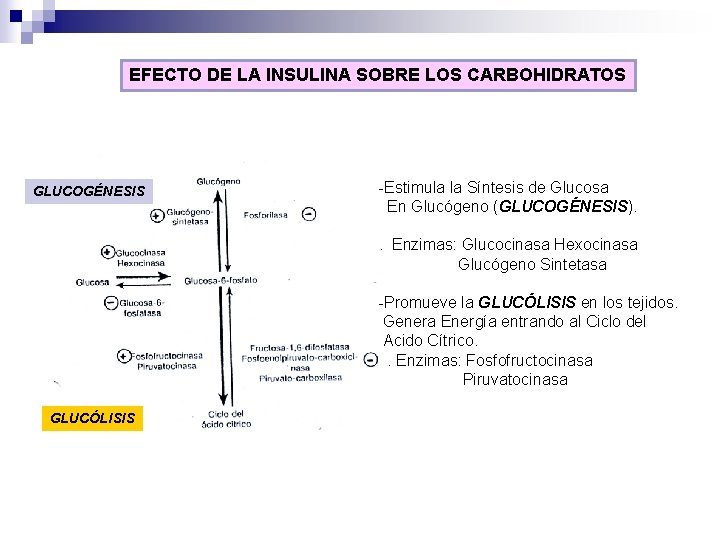 EFECTO DE LA INSULINA SOBRE LOS CARBOHIDRATOS GLUCOGÉNESIS -Estimula la Síntesis de Glucosa En