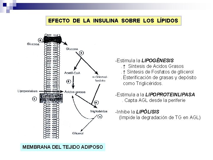 EFECTO DE LA INSULINA SOBRE LOS LÍPIDOS -Estimula la LIPOGÉNESIS. ↑ Síntesis de Acidos