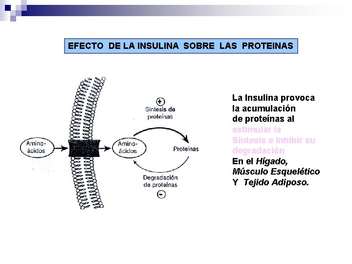 EFECTO DE LA INSULINA SOBRE LAS PROTEINAS La Insulina provoca la acumulación de proteínas