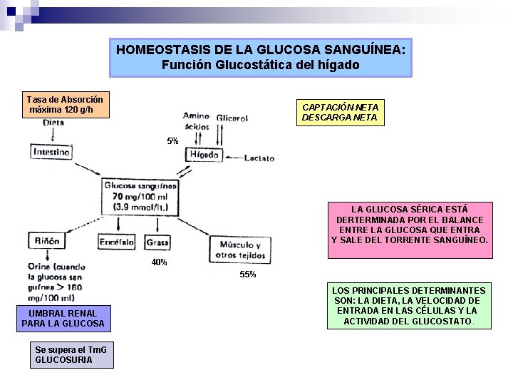 HOMEOSTASIS DE LA GLUCOSA SANGUÍNEA: Función Glucostática del hígado Tasa de Absorción máxima 120