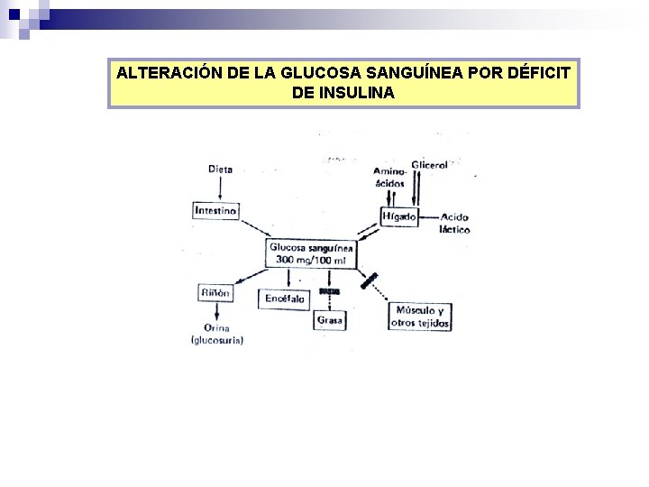 ALTERACIÓN DE LA GLUCOSA SANGUÍNEA POR DÉFICIT DE INSULINA 