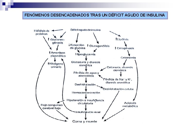 FENÓMENOS DESENCADENADOS TRAS UN DÉFICIT AGUDO DE INSULINA 