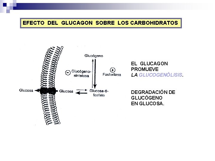 EFECTO DEL GLUCAGON SOBRE LOS CARBOHIDRATOS EL GLUCAGON PROMUEVE LA GLUCOGENÓLISIS. DEGRADACIÓN DE GLUCÓGENO