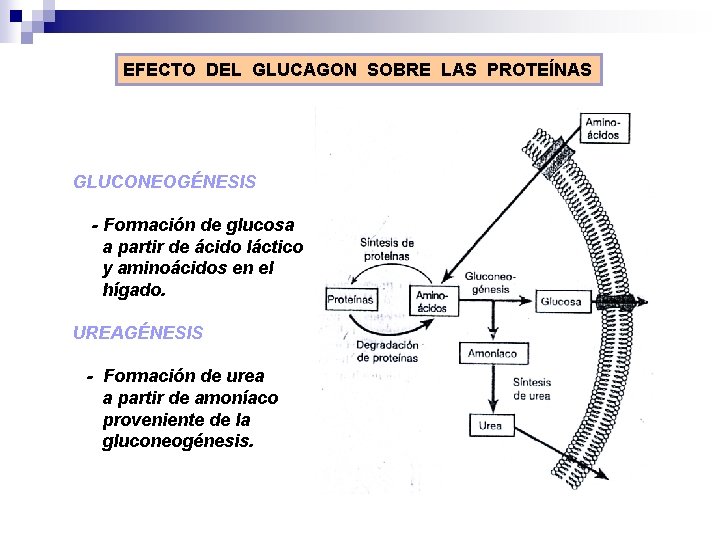 EFECTO DEL GLUCAGON SOBRE LAS PROTEÍNAS GLUCONEOGÉNESIS - Formación de glucosa a partir de