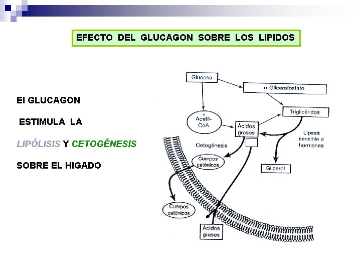 EFECTO DEL GLUCAGON SOBRE LOS LIPIDOS El GLUCAGON ESTIMULA LA LIPÓLISIS Y CETOGÉNESIS SOBRE