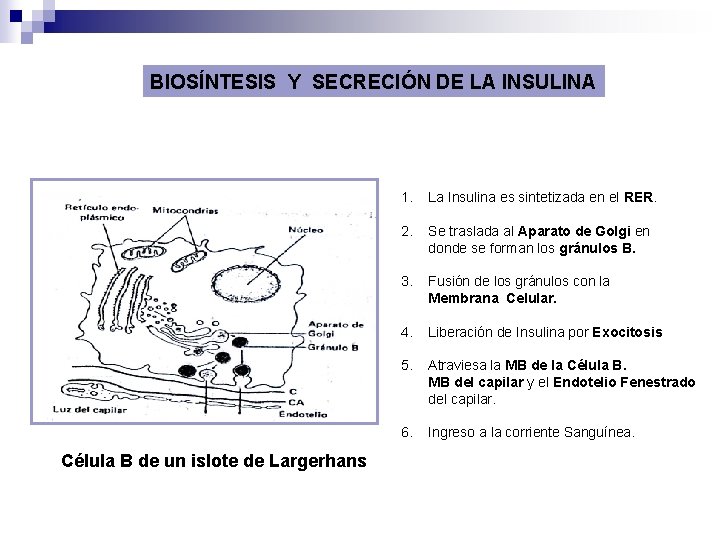 BIOSÍNTESIS Y SECRECIÓN DE LA INSULINA Célula B de un islote de Largerhans 1.