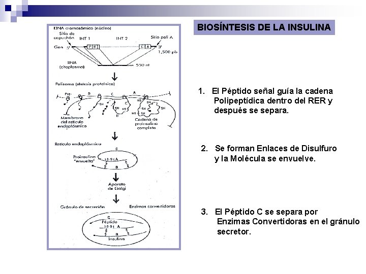 BIOSÍNTESIS DE LA INSULINA 1. El Péptido señal guía la cadena Polipeptídica dentro del