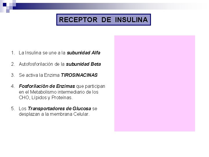 RECEPTOR DE INSULINA 1. La Insulina se une a la subunidad Alfa 2. Autofosforilación