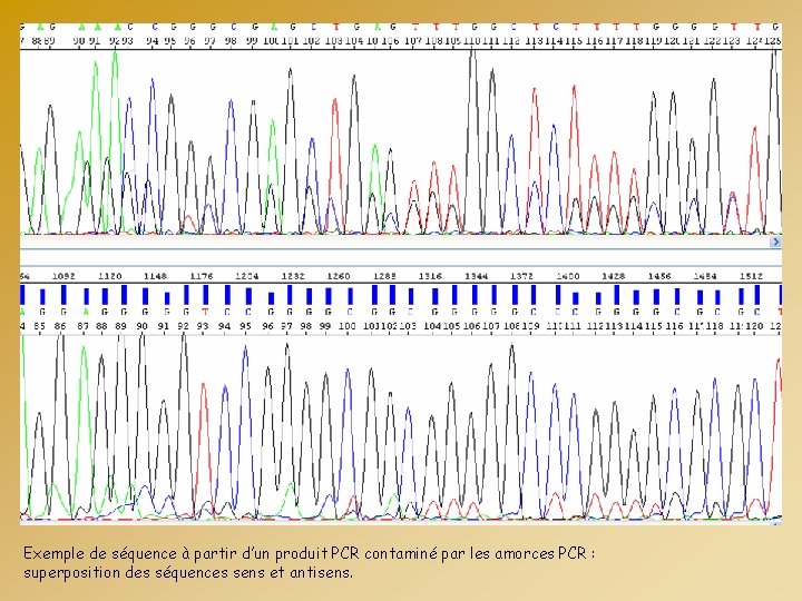 Exemple de séquence à partir d’un produit PCR contaminé par les amorces PCR :