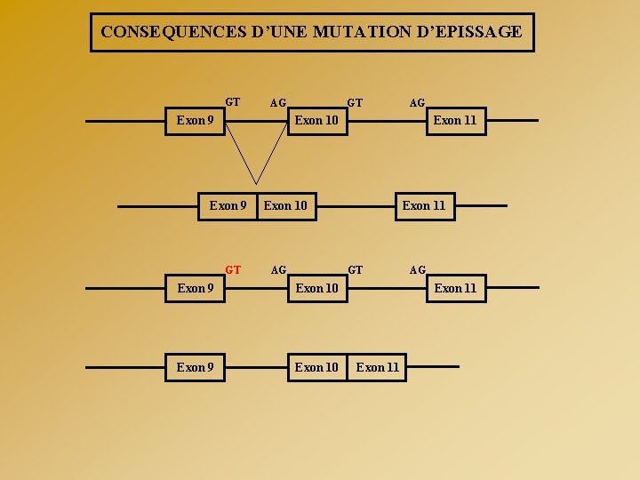 CONSEQUENCES D’UNE MUTATION D’EPISSAGE GT AG Exon 9 GT AG Exon 10 Exon 9