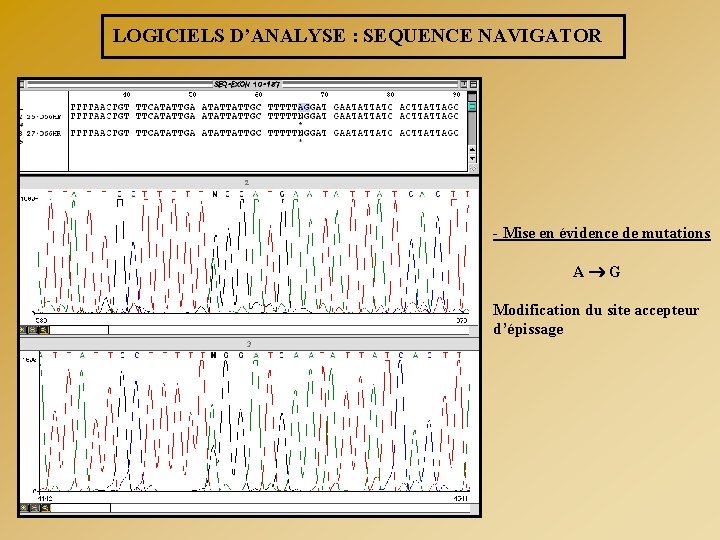 LOGICIELS D’ANALYSE : SEQUENCE NAVIGATOR - Mise en évidence de mutations A G Modification