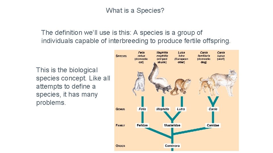 What is a Species? The definition we’ll use is this: A species is a