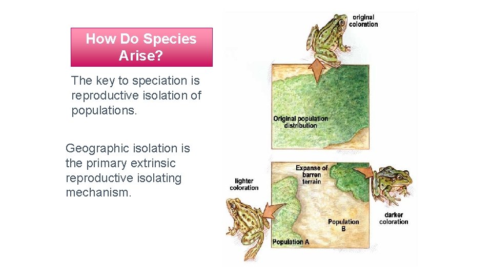 How Do Species Arise? The key to speciation is reproductive isolation of populations. Geographic