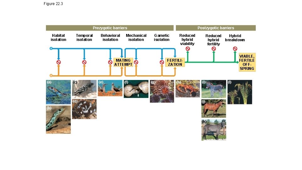 Figure 22. 3 Prezygotic barriers Habitat isolation Temporal isolation Behavioral isolation Mechanical isolation Postzygotic