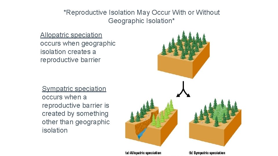 *Reproductive Isolation May Occur With or Without Geographic Isolation* Allopatric speciation occurs when geographic