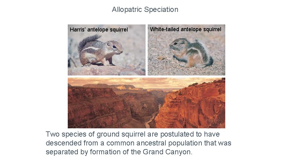 Allopatric Speciation Harris’ antelope squirrel White-tailed antelope squirrel Two species of ground squirrel are