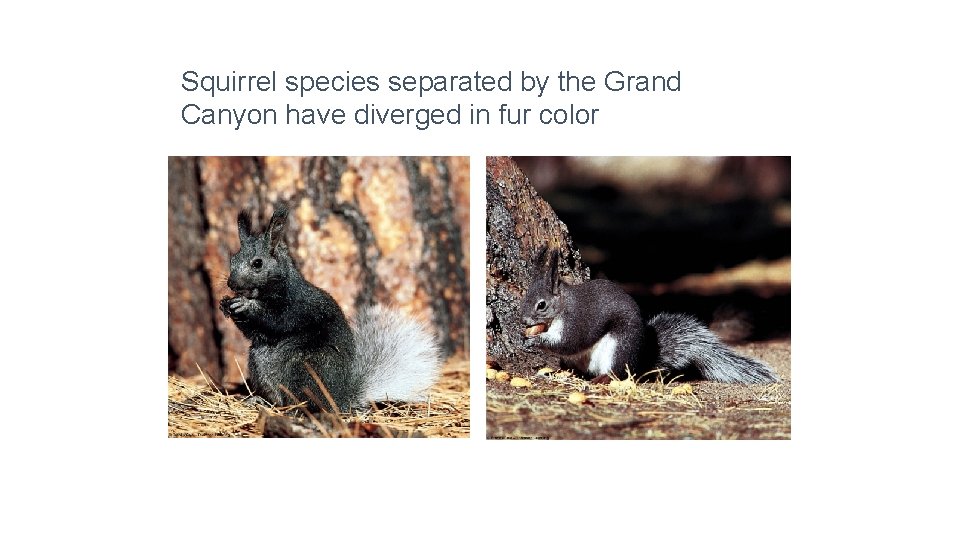 Squirrel species separated by the Grand Canyon have diverged in fur color 
