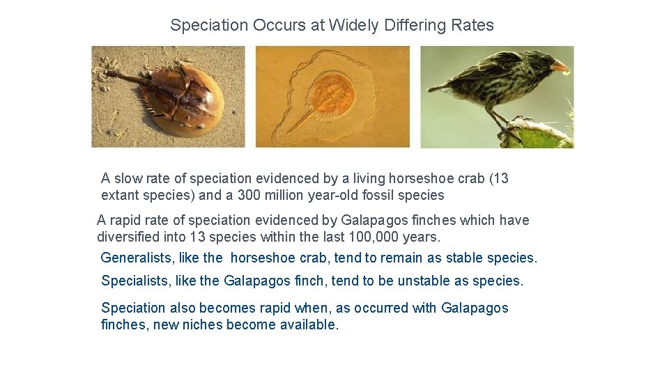 Speciation Occurs at Widely Differing Rates A slow rate of speciation evidenced by a