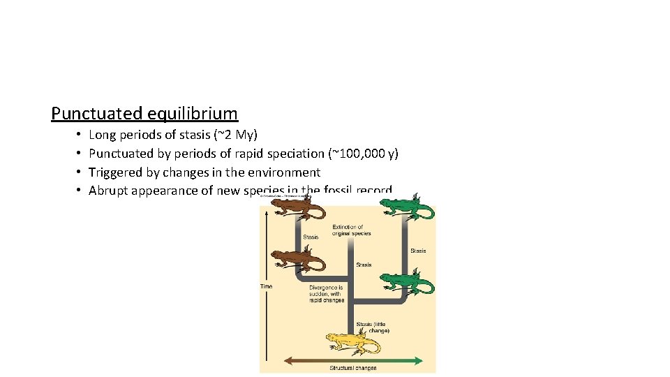 Punctuated equilibrium • • Long periods of stasis (~2 My) Punctuated by periods of