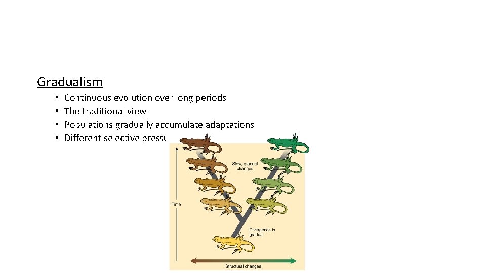 Gradualism • • Continuous evolution over long periods The traditional view Populations gradually accumulate