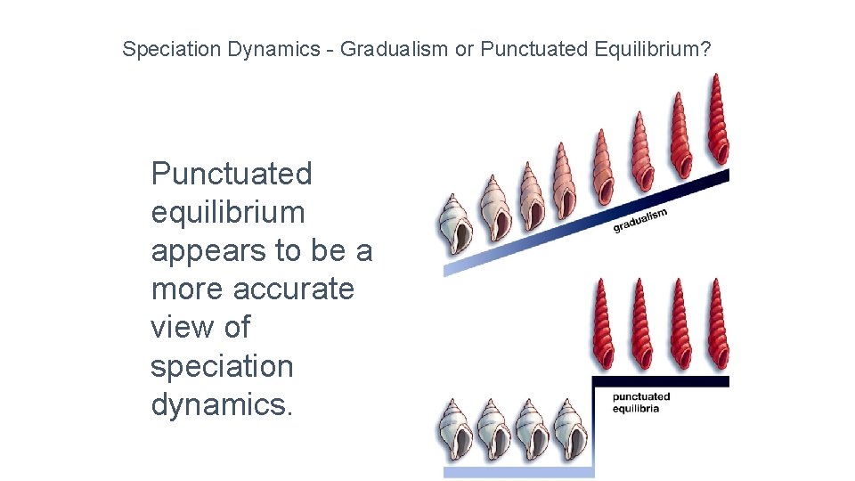 Speciation Dynamics - Gradualism or Punctuated Equilibrium? Punctuated equilibrium appears to be a more
