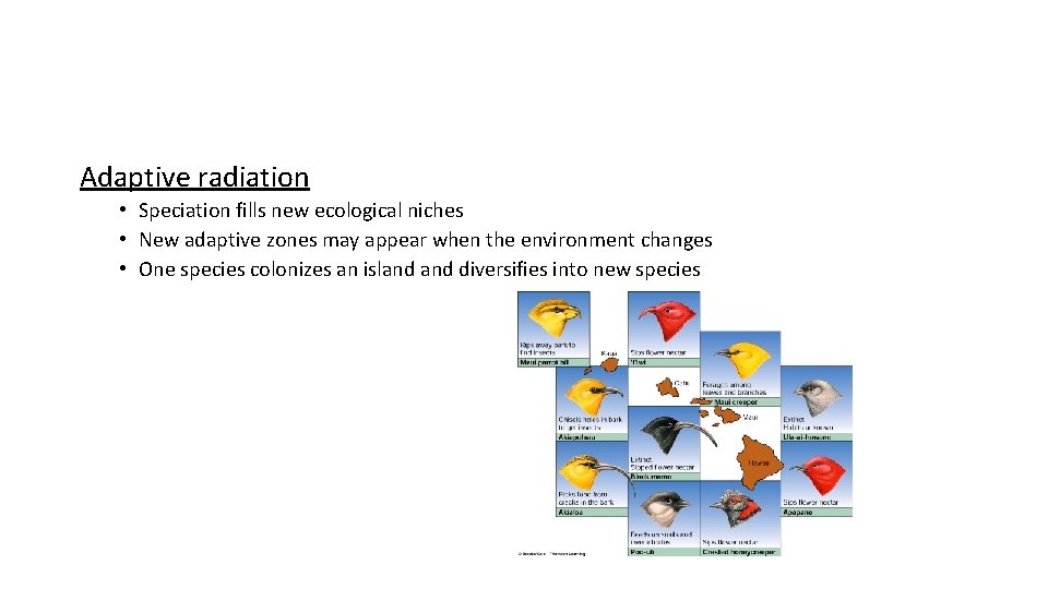 Adaptive radiation • Speciation fills new ecological niches • New adaptive zones may appear