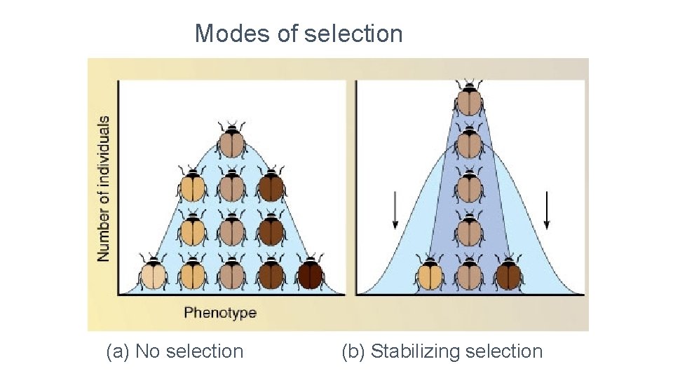 Modes of selection (a) No selection (b) Stabilizing selection 