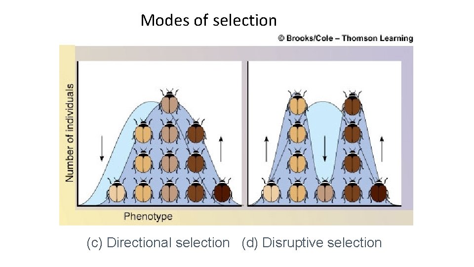 Modes of selection (c) Directional selection (d) Disruptive selection 