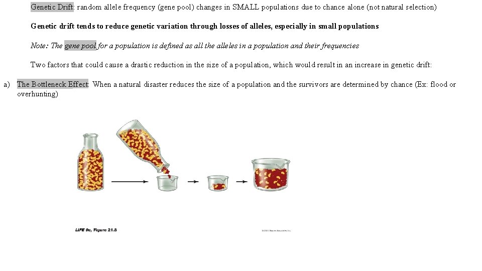 Genetic Drift: random allele frequency (gene pool) changes in SMALL populations due to chance