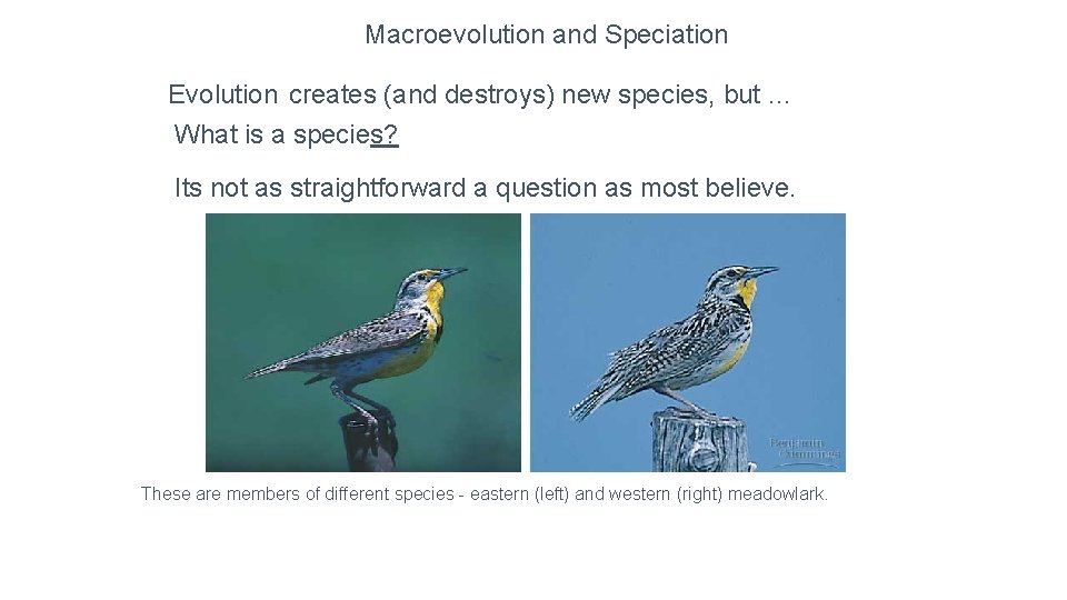Macroevolution and Speciation Evolution creates (and destroys) new species, but … What is a