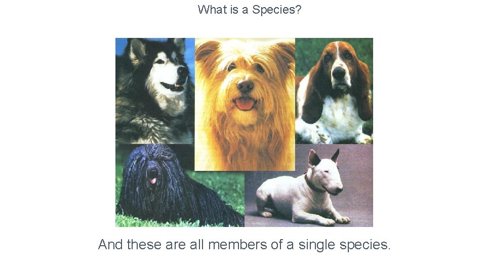 What is a Species? And these are all members of a single species. 