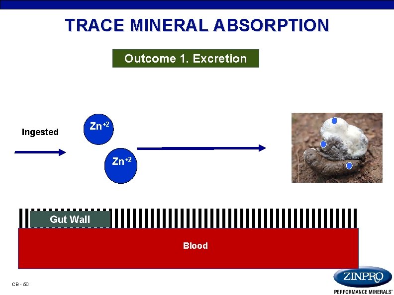 TRACE MINERAL ABSORPTION Outcome 1. Excretion Ingested Zn+2 Gut Wall Blood CB - 50
