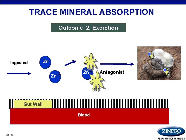 TRACE MINERAL ABSORPTION Outcome 2. Excretion Ingested Zn Zn+2 Gut Wall Blood CB -