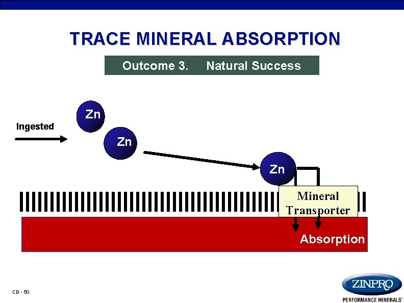 TRACE MINERAL ABSORPTION Outcome 3. Natural Success Zn Ingested Zn Zn Mineral Transporter Absorption