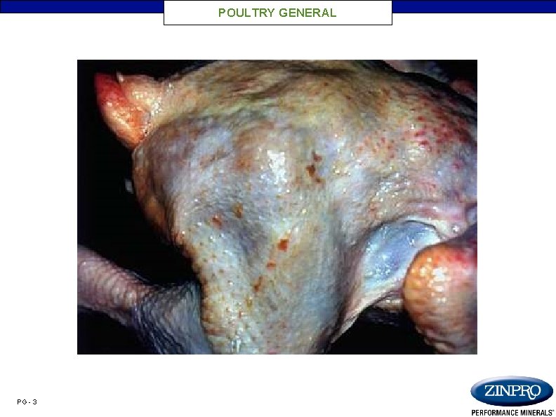 POULTRY GENERAL PG - 3 