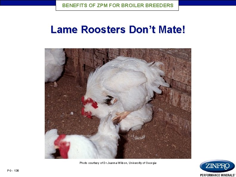 BENEFITS OF ZPM FOR BROILER BREEDERS Lame Roosters Don’t Mate! Photo courtesy of Dr