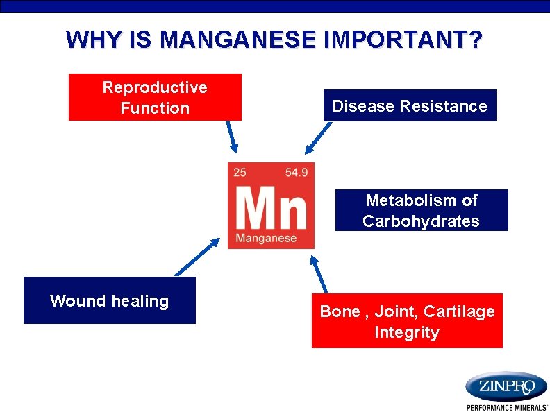 WHY IS MANGANESE IMPORTANT? Reproductive Function Disease Resistance Metabolism of Carbohydrates Wound healing Bone