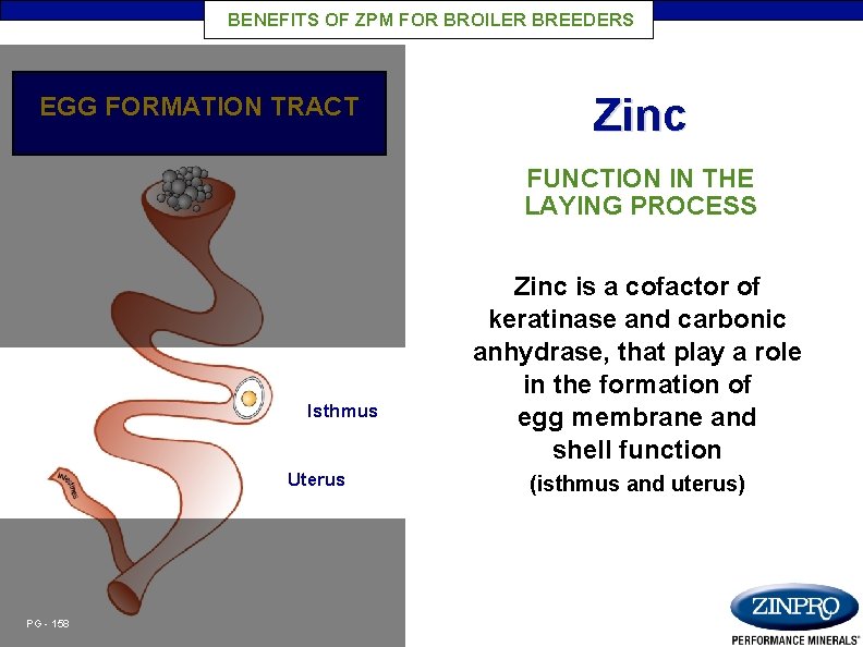 BENEFITS OF ZPM FOR BROILER BREEDERS EGG FORMATION TRACT Zinc FUNCTION IN THE LAYING