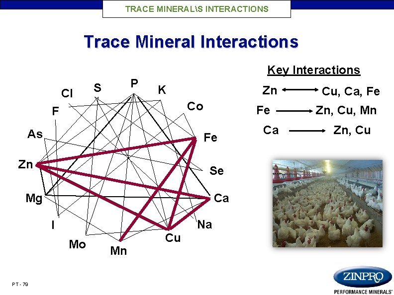 TRACE MINERALS INTERACTIONS Trace Mineral Interactions Key Interactions Cl P S K Zn Co