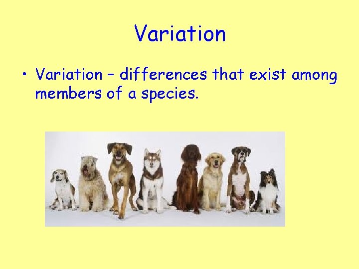 Variation • Variation – differences that exist among members of a species. 