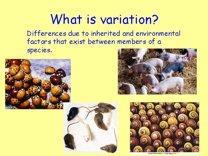 What is variation? Differences due to inherited and environmental factors that exist between members