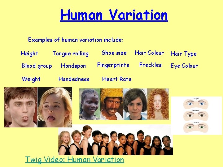 Human Variation Examples of human variation include: Height Blood group Weight Tongue rolling Handspan