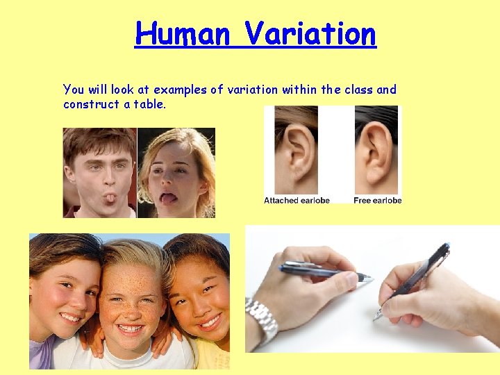 Human Variation You will look at examples of variation within the class and construct