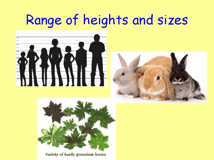 Range of heights and sizes 