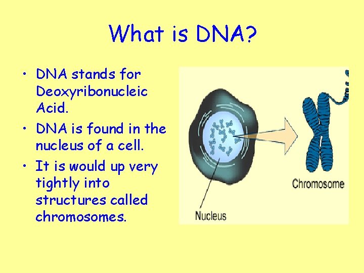What is DNA? • DNA stands for Deoxyribonucleic Acid. • DNA is found in