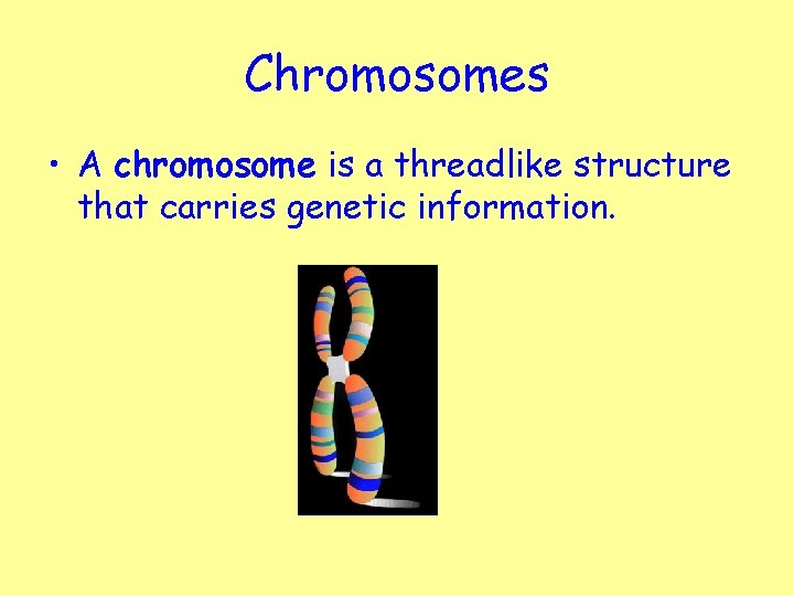 Chromosomes • A chromosome is a threadlike structure that carries genetic information. 